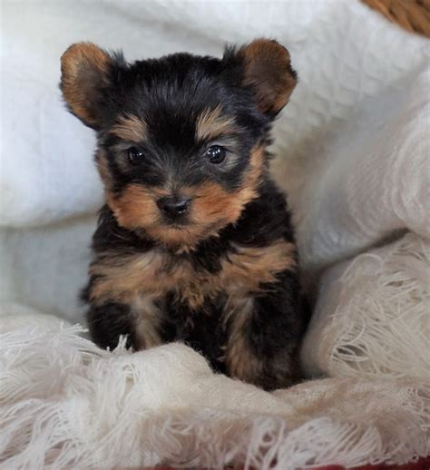 yorkshire terrier puppies wisconsin|akc registered yorkshire terrier breeders.